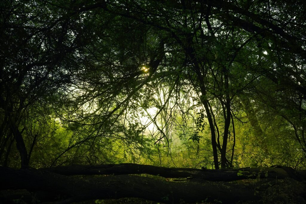 Serene early morning light filters through a lush forest in Gujarat, showcasing natural beauty and tranquility.