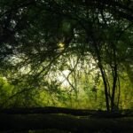 Serene early morning light filters through a lush forest in Gujarat, showcasing natural beauty and tranquility.